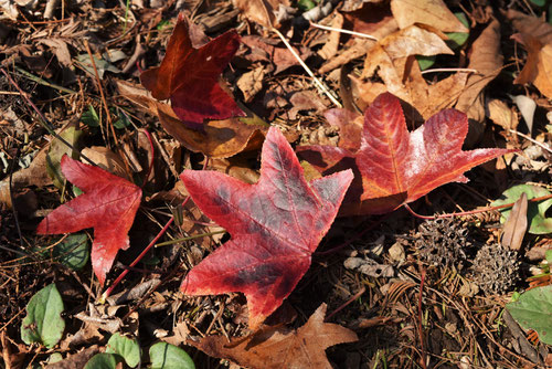 フウの木,紅葉