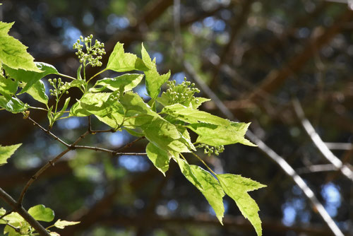 カラコギカエデの花,からこぎかえで