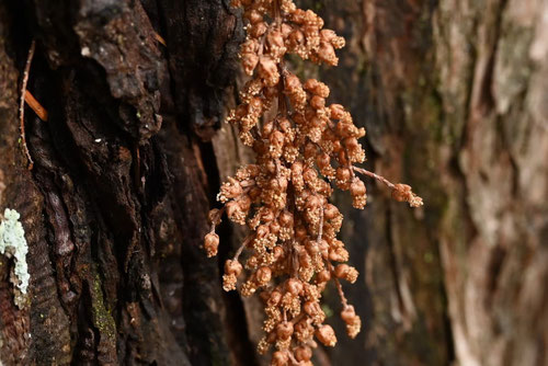 メタセコイア,雄花,雌花