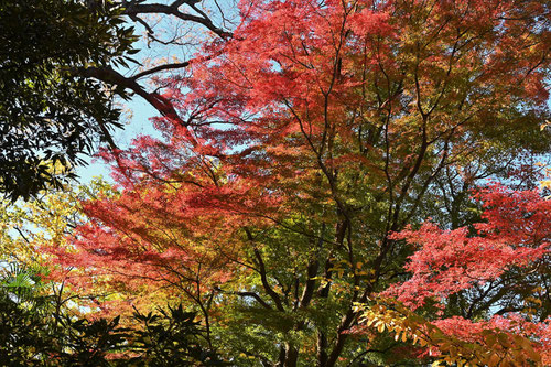 モミジの紅葉