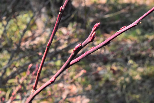 スノキ,すのき,新芽