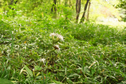 開花時期,カシワバハグマ,かしわばはぐま