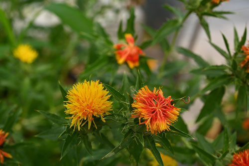 Safflower