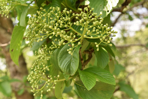 Siebold's viburnum