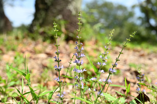紫色の草花,夏,あきのたむらそう,アキノタムラソウ