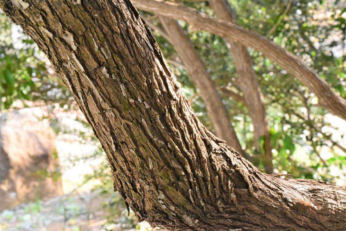 Japanese andromeda,trunk,あせび