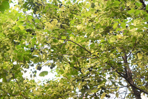 ナンキンハゼ,メトロキャンドル,なんきんはぜ