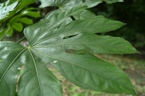 ヤツデ 八手 庭木図鑑 植木ペディア