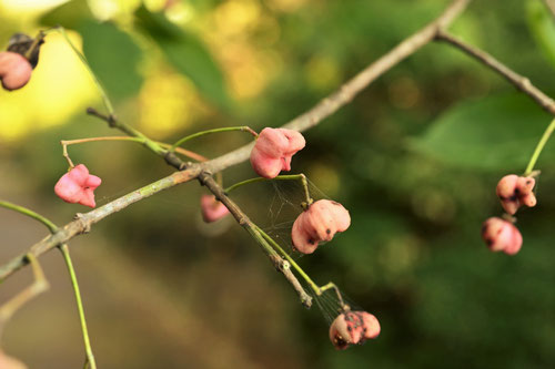 マユミの木,まゆみ,Spindle tree