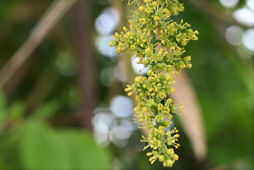 やまうるし,花,ヤマウルシ