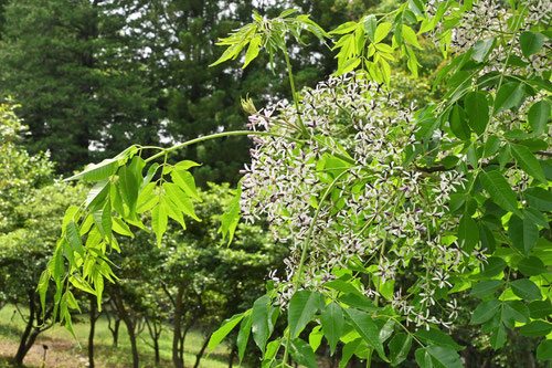 栴檀の木,花言葉,せんだん