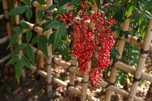 木の実,冬,赤,種類