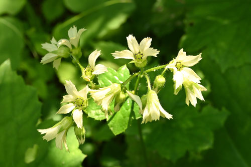 ヤワタソウの開花期