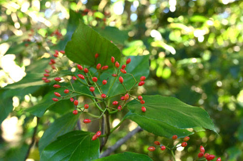 ハクサンボク(秋~冬)