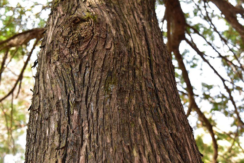 Thuja(cedar),においひば