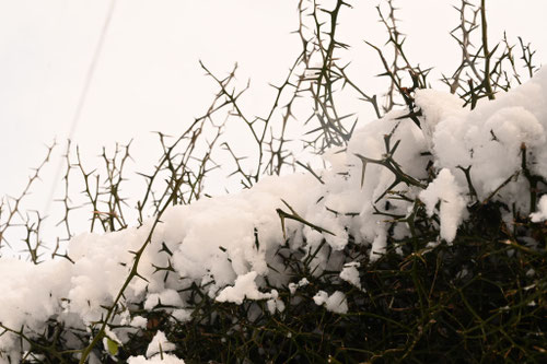 カラタチの木,からたち,枳殻,雪