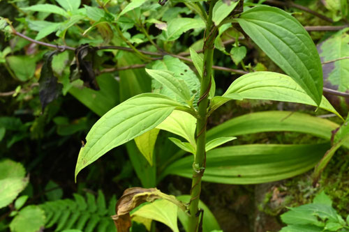 あけぼのそう,植物図鑑,アケボノソウ,曙草