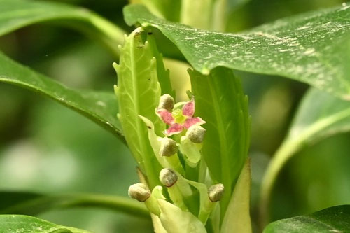 青木,植物,アオキ,雌花