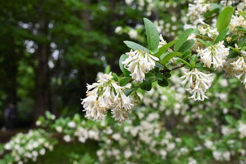 Flowering trees in August in June