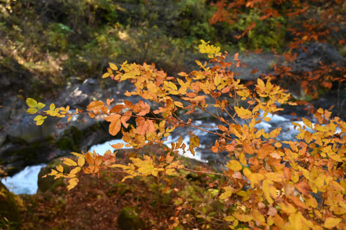キハギ,きはぎ,木萩