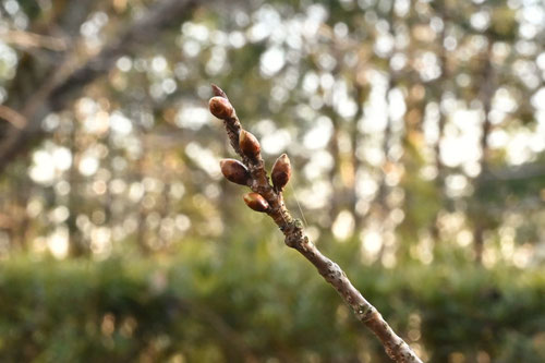 寒緋桜,カンヒザクラ,かんひざくら,樹木,植物