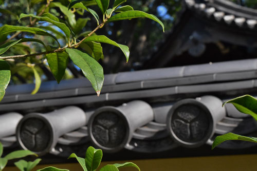 キンモクセイ,金木犀,きんもくせい,葉っぱ,画像