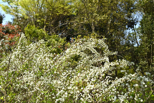 Flowering trees in August in May in Japan