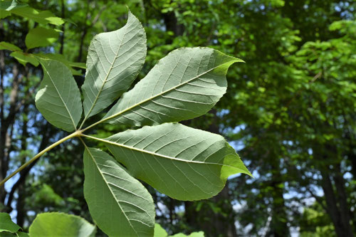 コシアブラの木,こしあぶら