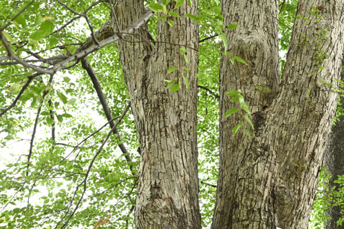 へらのき,幹,ヘラノキ