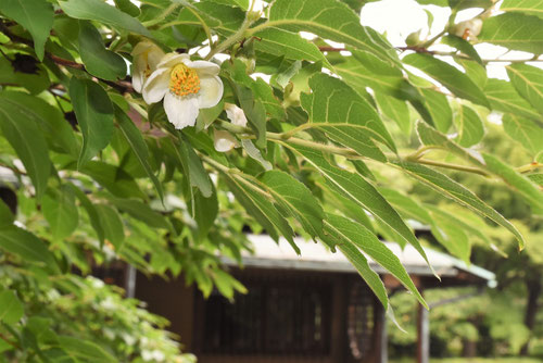 ヒメシャラ,姫沙羅の花,ひめしゃら,花言葉