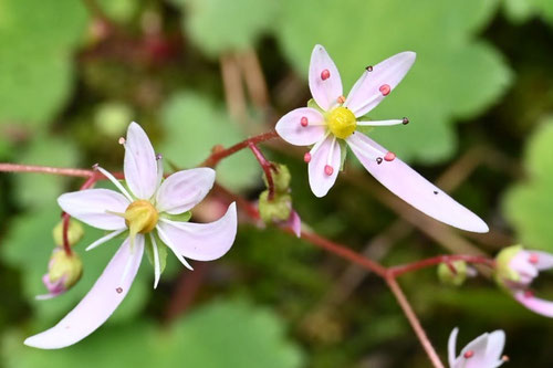 似た花