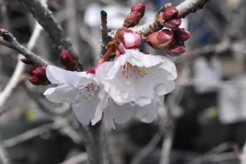 コヒガンザクラの花,ひがんざくら