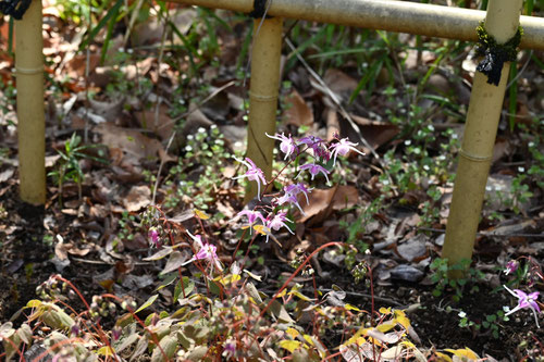 いかりそう,錨草,植物,イカリソウ