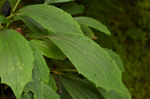 琉球つわぶき,りゅうきゅうつわぶき