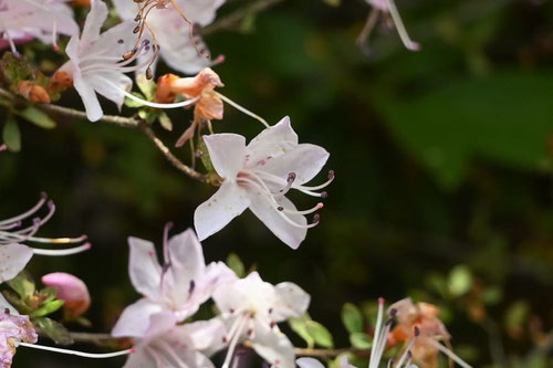うんぜんつつじ,花が白い