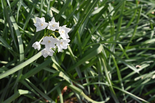 スイセンの花,真っ白の水仙の花