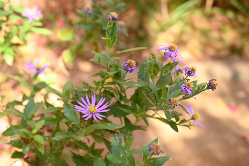 ノコンギクとはどんな植物ですか,どんな花