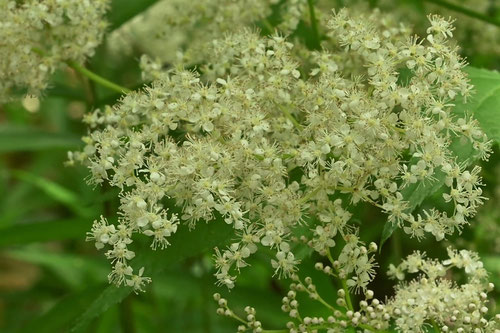 鬼下野草,開花期,オニシモツケ
