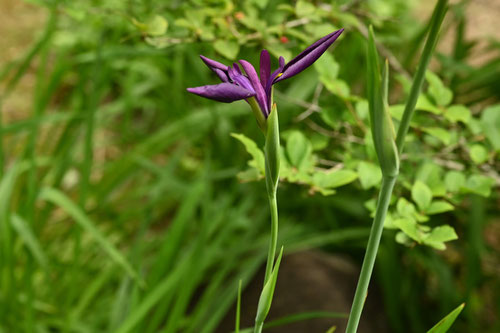 Japanese water iris