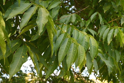 Soapberry tree,leaf