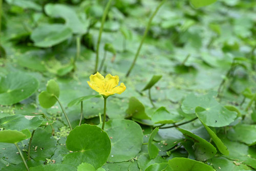 あさざ,水草,アサザ