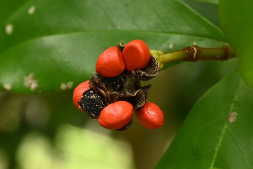 カラタネオガタマの木,トウオガタマ,種子,からたねおがたま
