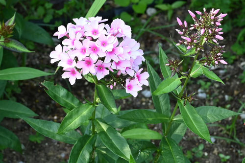ふろっくす,花