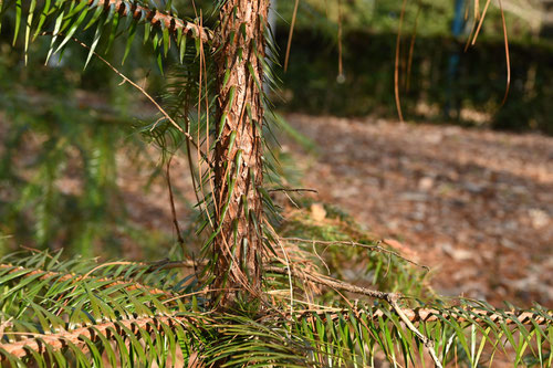 China fir