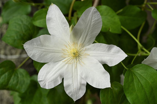 Lilac clematis