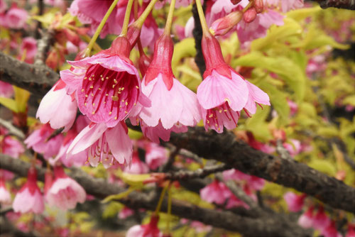 寒緋桜と緋寒桜,沖縄のサクラ,カンヒザクラ