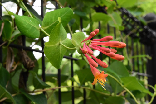 ７月に咲くオレンジの花