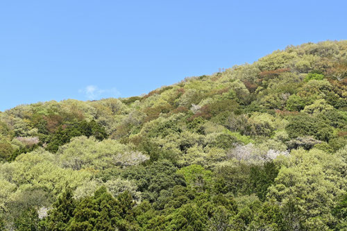 山桜,種類