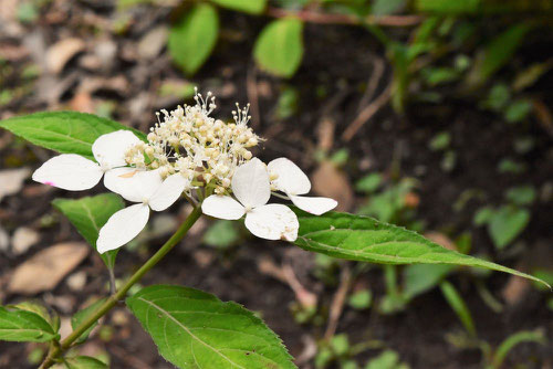 白い花が咲くアマチャ,種類