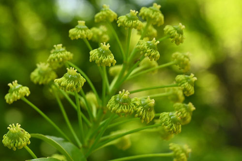 黄緑色の花